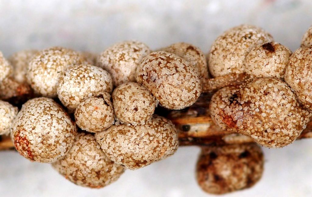 Sconosciuto myxo nivicolous da Olympos